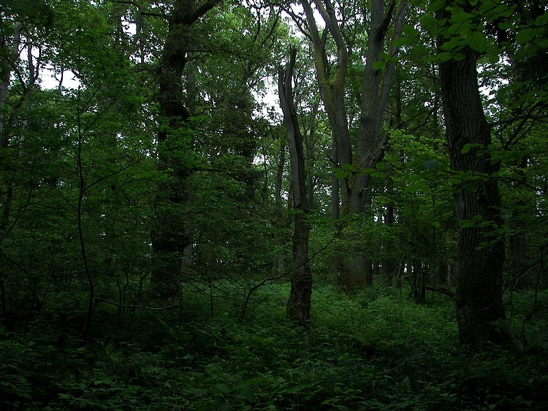 File:Broad leaved forest stand in Moricsala island, Latvia.jpg