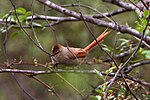 Thumbnail for Brown-capped tit-spinetail