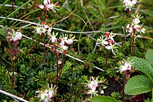 Bryanthus gmelinii (200807).jpg