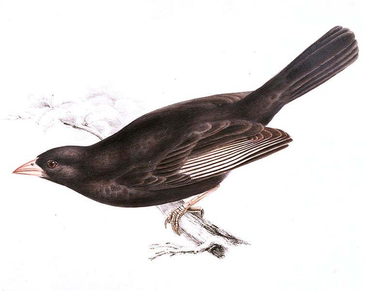 File:Bubalornis niger 1838.jpg