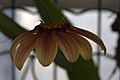 Bulbophyllum masterianum GotBot 2015 001.jpg