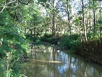 Bulimba Creek