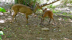 Cape Bushbuck