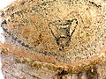 Mozaik nga Butrinti