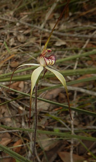 <i>Caladenia brumalis</i> Species of orchid