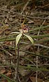 Caladenia brumalis