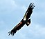 California-condor-gymnogyps-californianus-078 (21196759264).jpg
