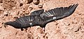 Californische condor in vlucht over de Marble Canyon gezien vanaf de Navajo Bridge in de Amerikaanse staat Arizona