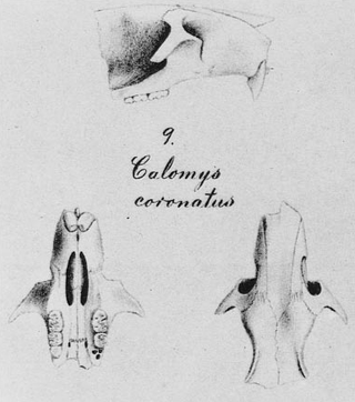 <i>Euryoryzomys russatus</i> Species of mammal (rodent)