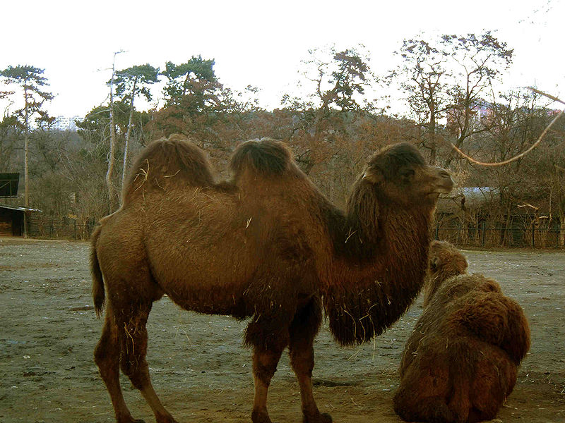 File:Camelus ferus prague zoo.jpg