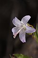 Campanula scouleri