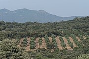 Campos en Almendral de la Cañada.