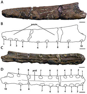 <i>Camposipterus</i> genus of reptiles (fossil)