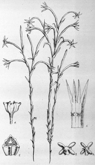 <i>Campylosiphon</i> Genus of flowering plants