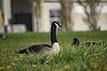 * Nomination: Canada Goose at Downsview Park --Fabian Roudra Baroi 03:10, 10 August 2023 (UTC) * * Review needed