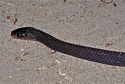 Cape File Snake (Mehelya capensis) (7652075260).jpg