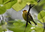 Thumbnail for File:Cape May Warbler (33975432768).jpg