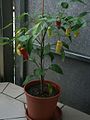 Capsicum baccatum