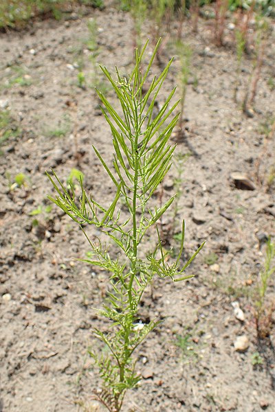 File:Cardamine impatiens kz01.jpg