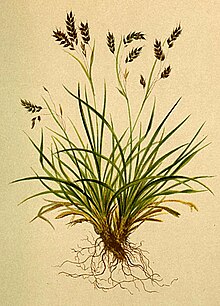 موی سر Carex Atlas Alpenflora.jpg