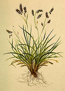 Осока капиллярная Atlas Alpenflora.jpg