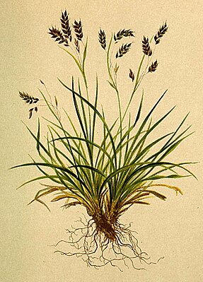 Illustration of the Hairy Sedge (Carex capillaris)