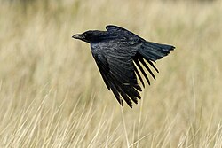 Kolkrabe (Corvus corax) (von Dan Marsh)