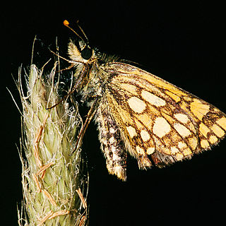 <i>Carterocephalus</i> Genus of butterflies