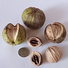 Fruit and Nuts Carya laciniosa- Virginia.jpg