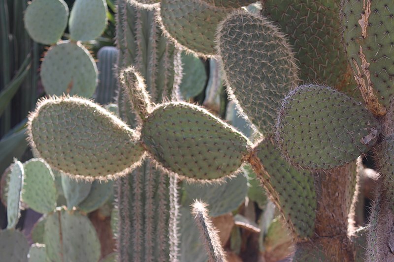 File:Caryophyllales - Opuntia pilifera - 2.jpg