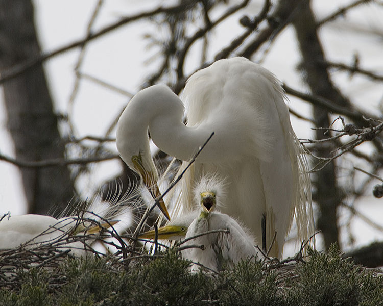 File:Casmerodius albus5.jpg