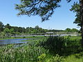 Cattails and pedestrian bridge to island