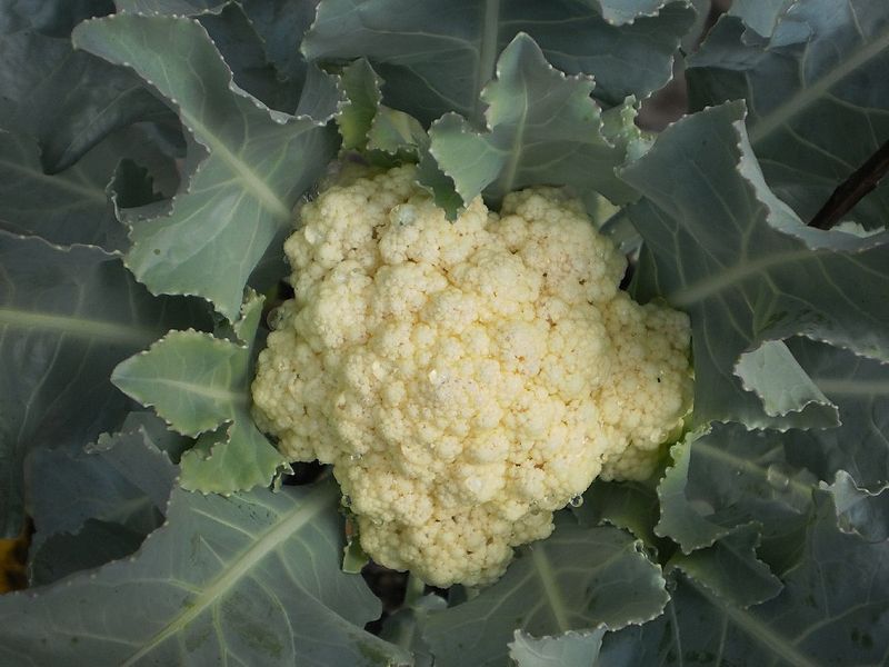 File:Cauliflower-with-leaves4.JPG