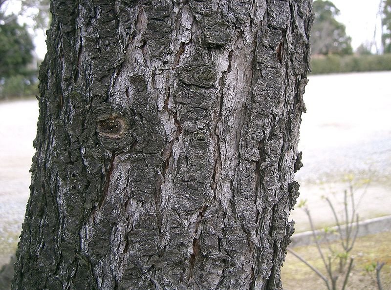 File:Cedrus deodara1.jpg