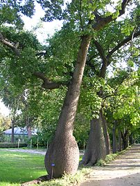 Chorisia speciosa op Viale Antonino De Leo