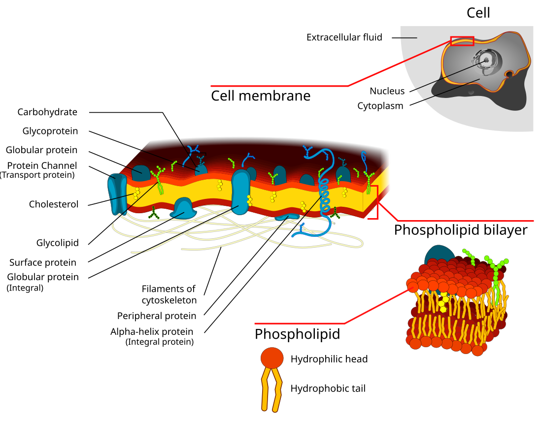 Ĉelbiologio