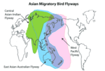 Thumbnail for East Asian–Australasian Flyway