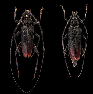 <i>Cerambyx cerdo</i> Species of beetle