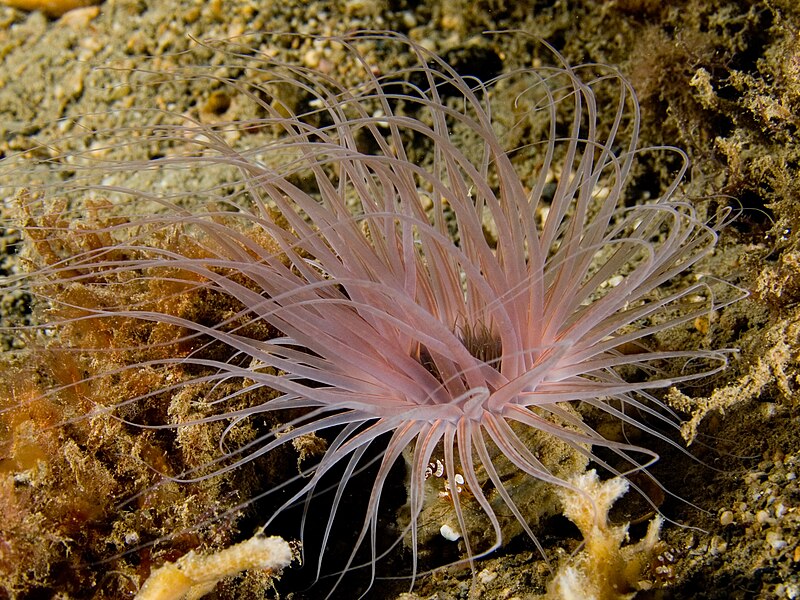 File:Ceranthidae (Pink tube anemone).jpg