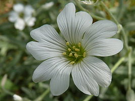 Cerastium tomentosum