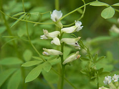 Description de l'image Ceratocapnos claviculata CB003.JPG.