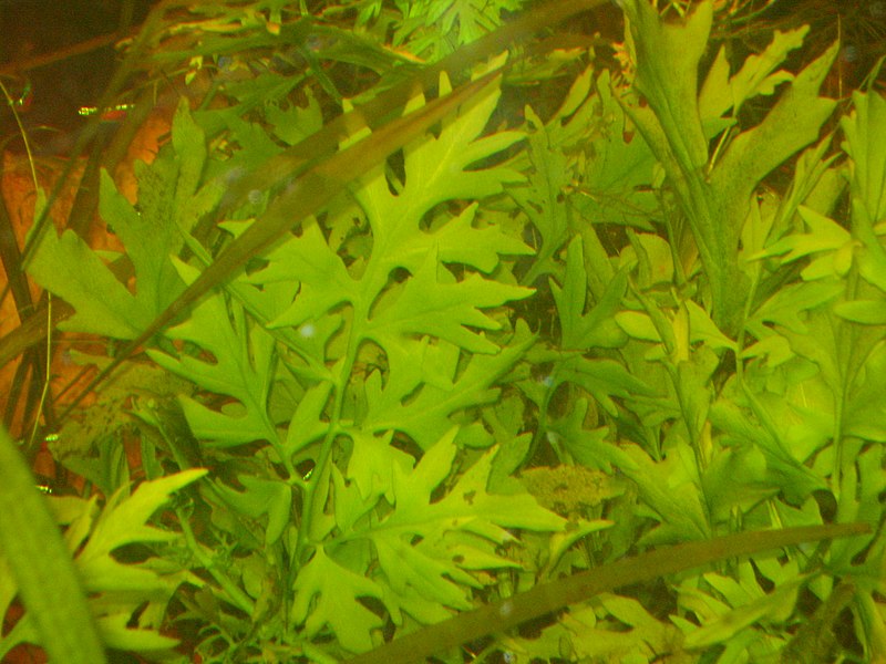 File:Ceratopteris cornuta in aquarium.jpg