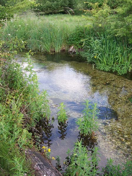 The River Bourne at Winterbourne Gunner, a typical chalk stream