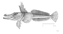 Channichthys rhinoceratus, Unicorn icefish.gif