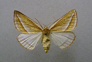 <i>Chariaspilates</i> Genus of moths