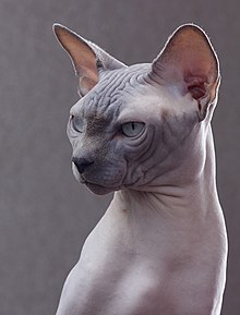 Hairless cats are often born even without whiskers Chat Sphynx.jpg