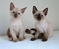 Tonkinese Cat