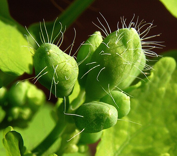 File:Chelidonium majus20100507 004.jpg