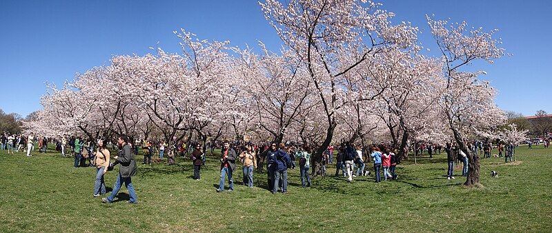 File:Cherry Blossom Grove on the National Mall.jpg