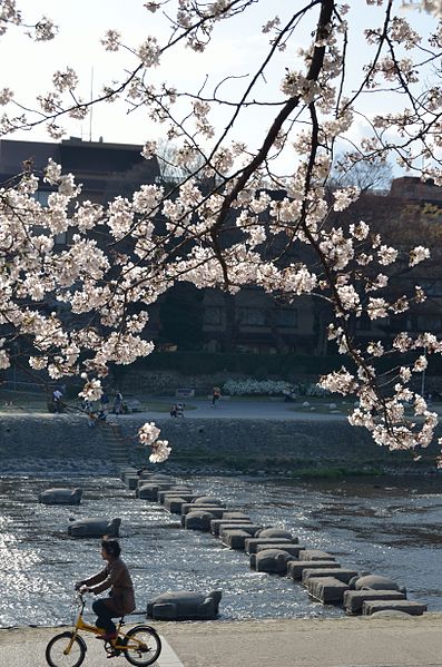 File:Cherry blossom 2011 (5640990349).jpg